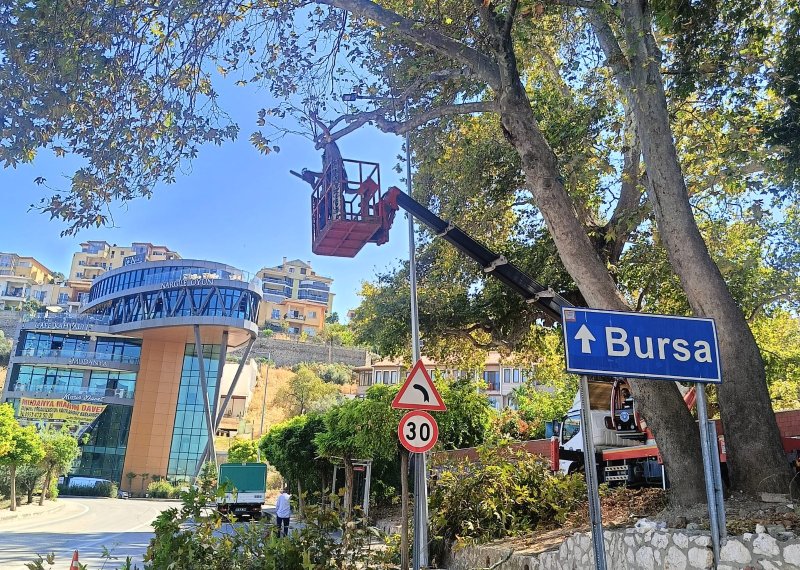 HALİTPAŞA\'DA AĞAÇ BUDAMA ÇALIŞMASI: TEHLİKELİ DALLAR TEMİZLENDİ 