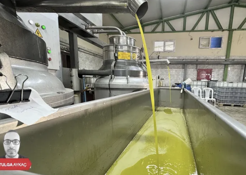 BURSA\'YA YENİ ZEYTİNYAĞI TESİSİ İÇİN ÇED KARARI! GÜNLÜK 200 TON ZEYTİN İŞLENECEK 